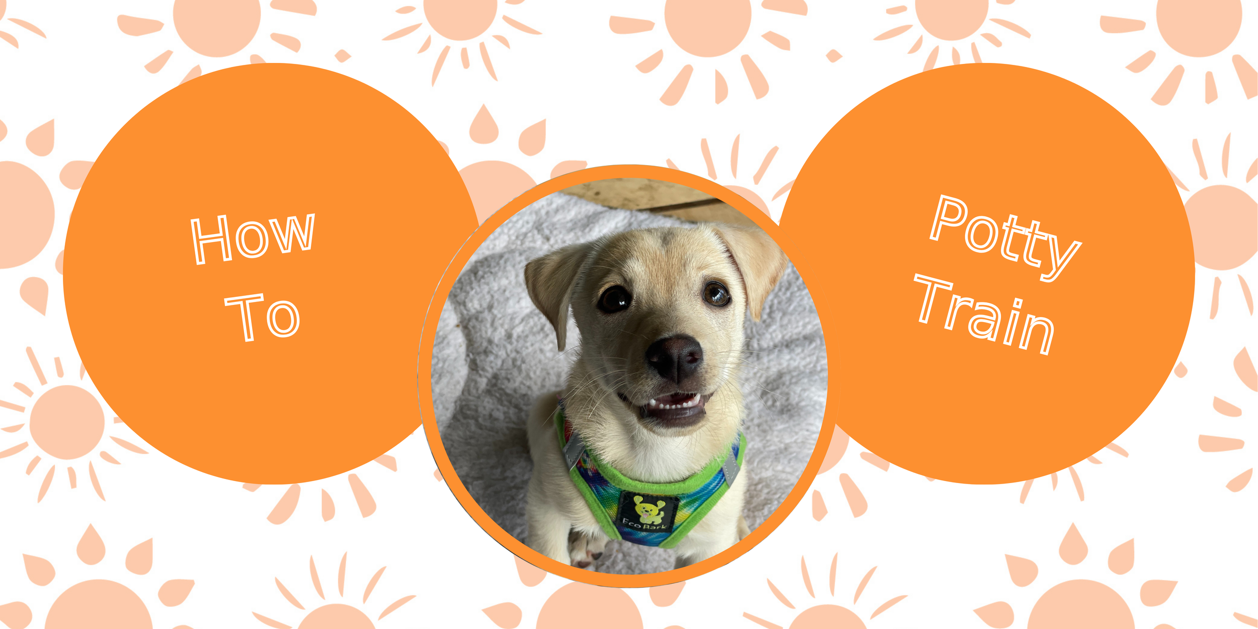 Having trouble potty training puppy online